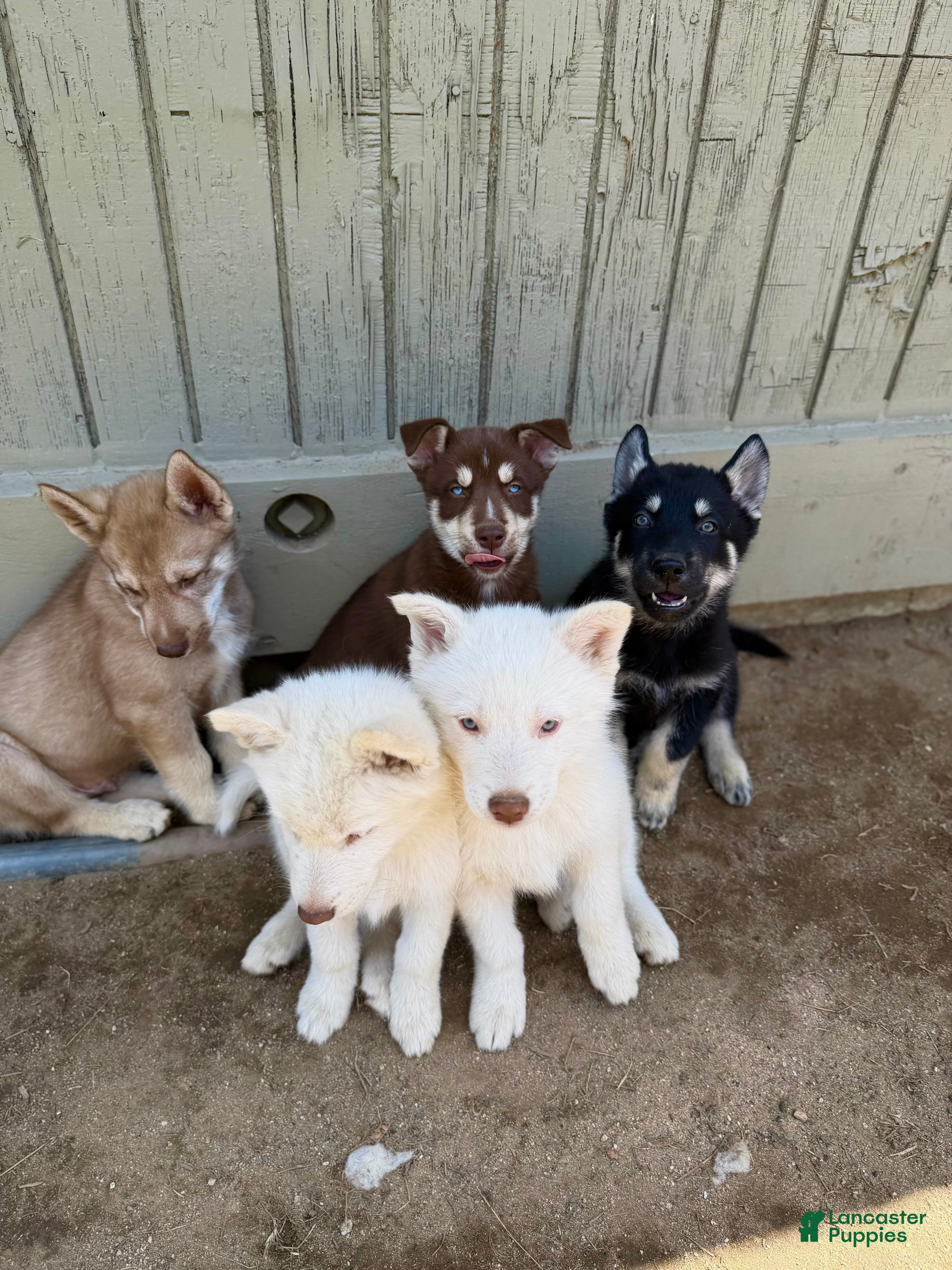 Siberian Husky dogs Siberian Husky Puppy 7 - Ad 8