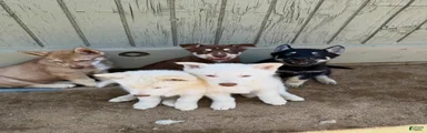 Siberian Husky Puppy 7