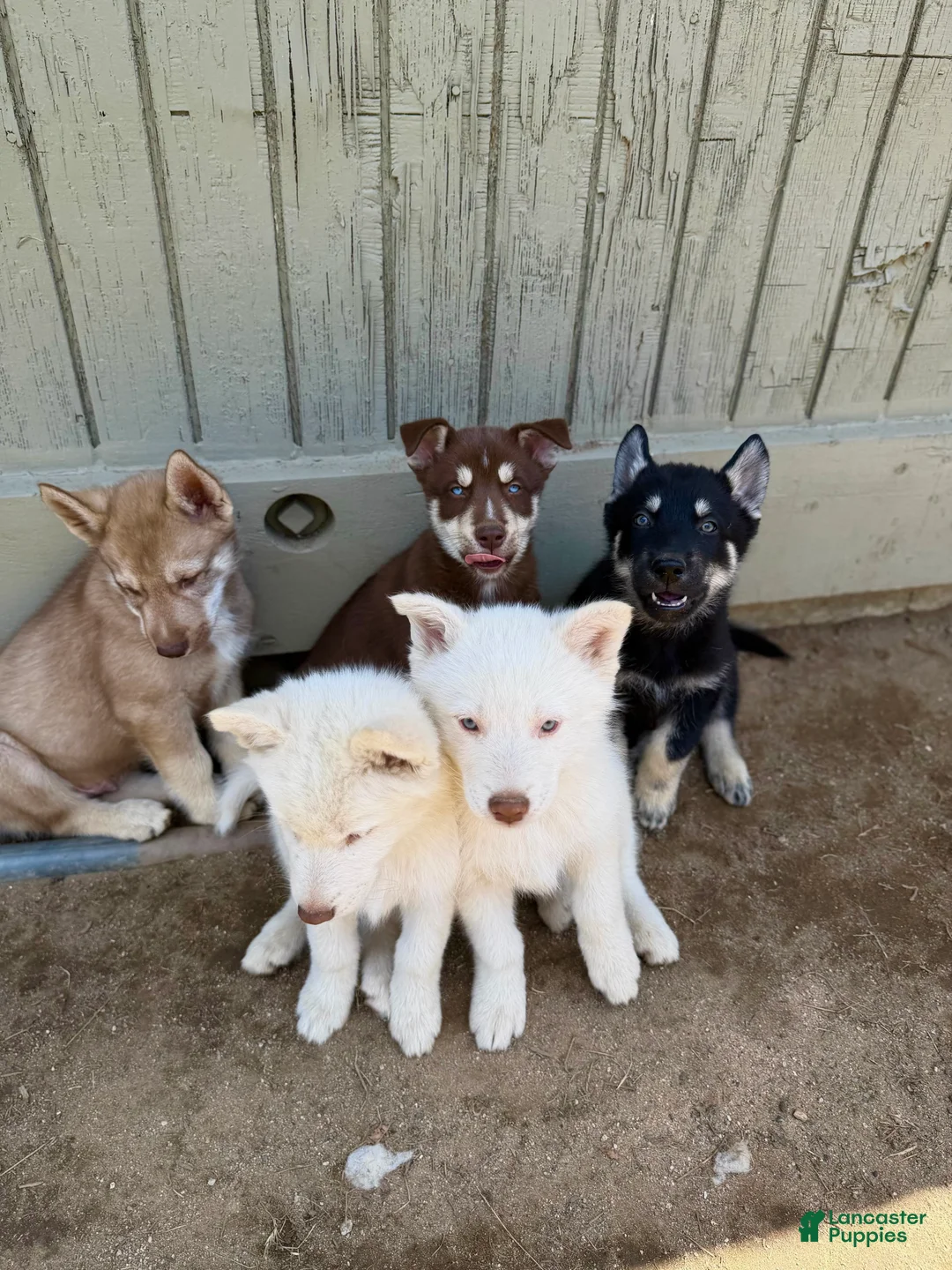 Siberian Husky dogs for sale: Siberian Husky Puppy 7 - Ad 1