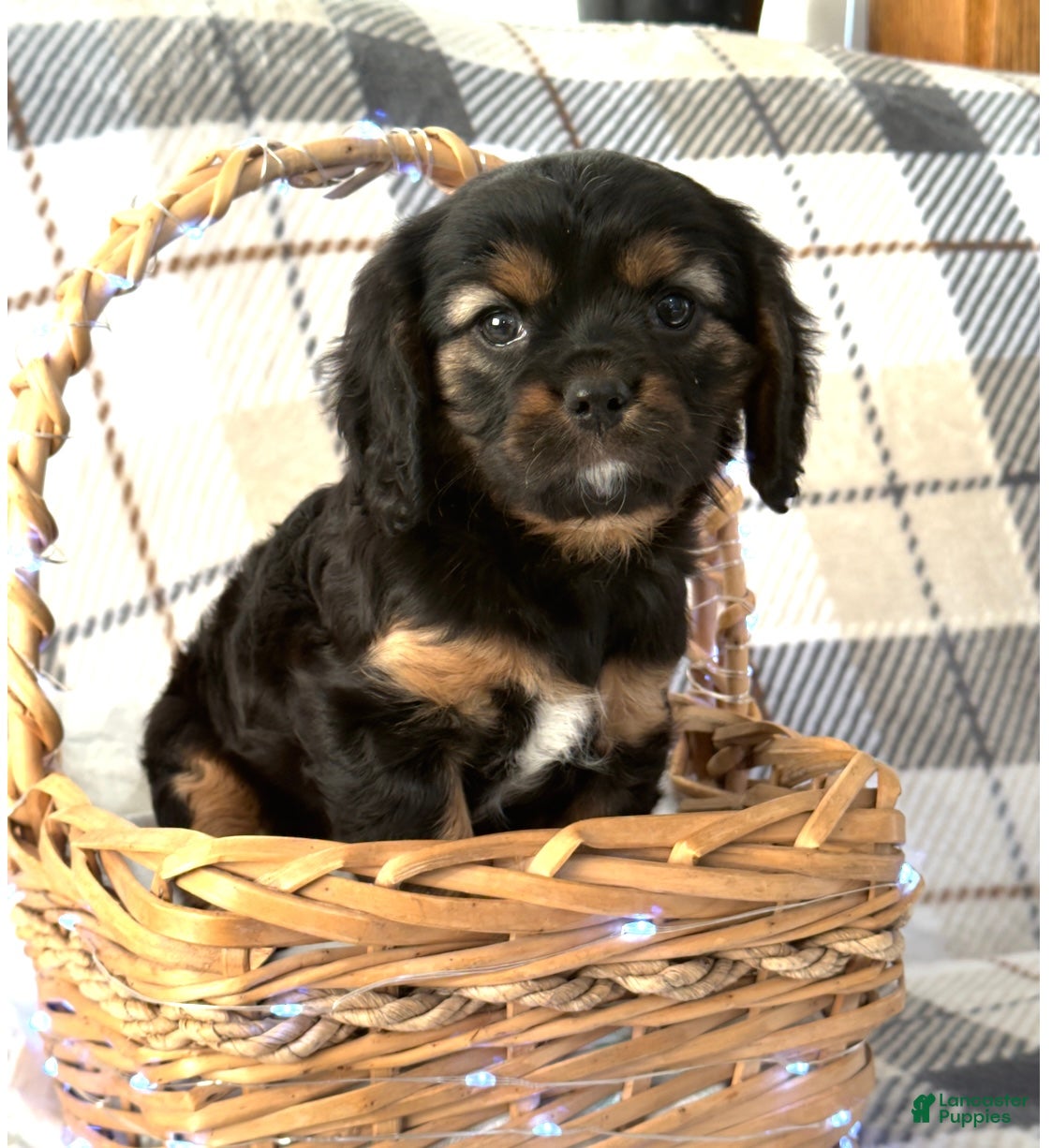 Mixed Breed dogs Jassity - Ad 27