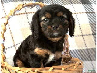 Mixed Breed dogs Jassity - Ad 36