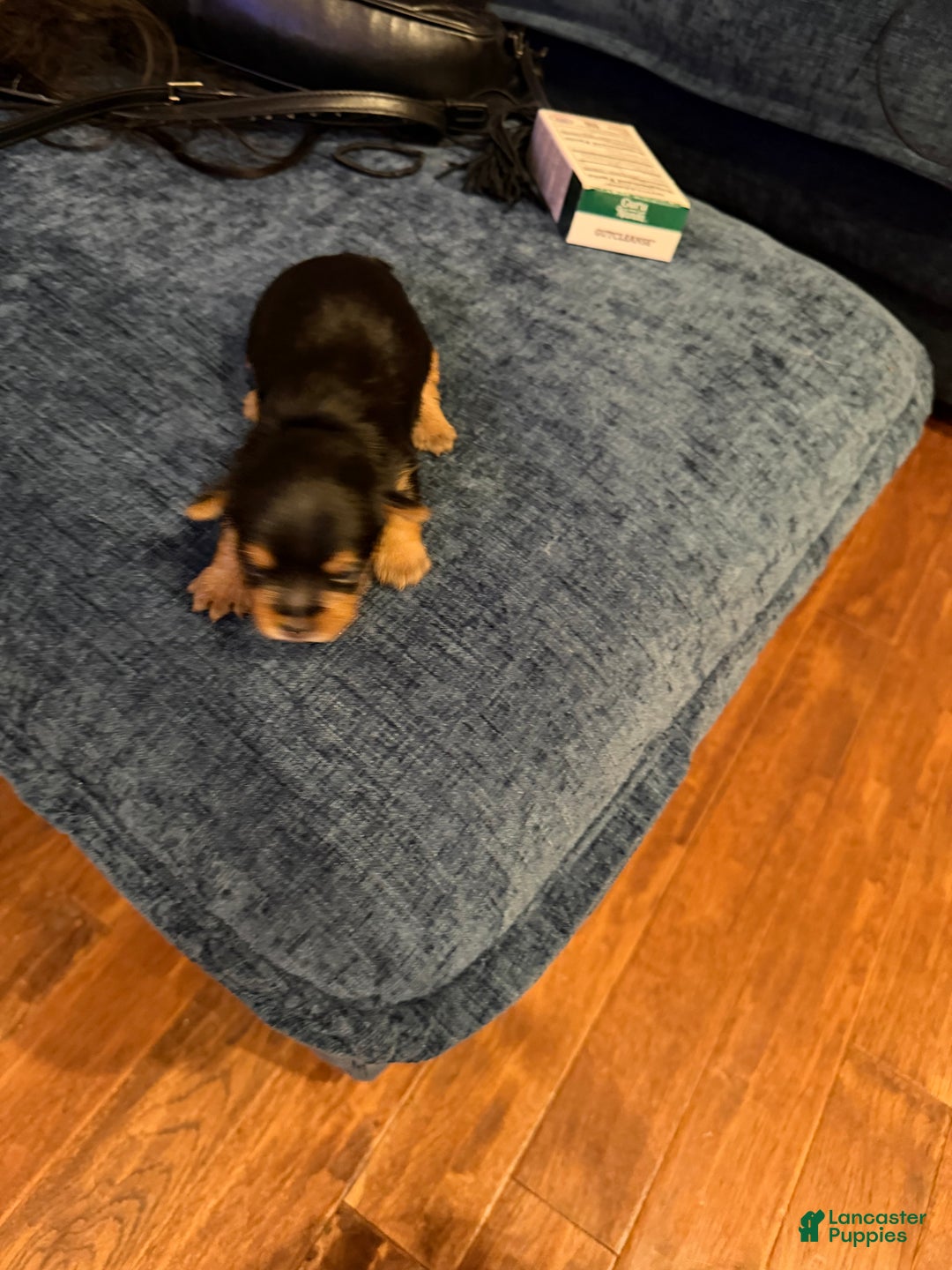 Silky Terrier dogs for sale: Silky Terrier Puppy 1 - Ad 3