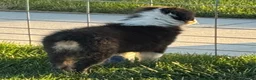 Australian Shepherd dogs for sale: Australian Shepherd Male - Ad 5