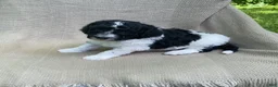 Mixed Breed dogs for sale: Beignet - Ad 7