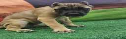 Cane Corso dogs for sale: INDIA - Ad 9