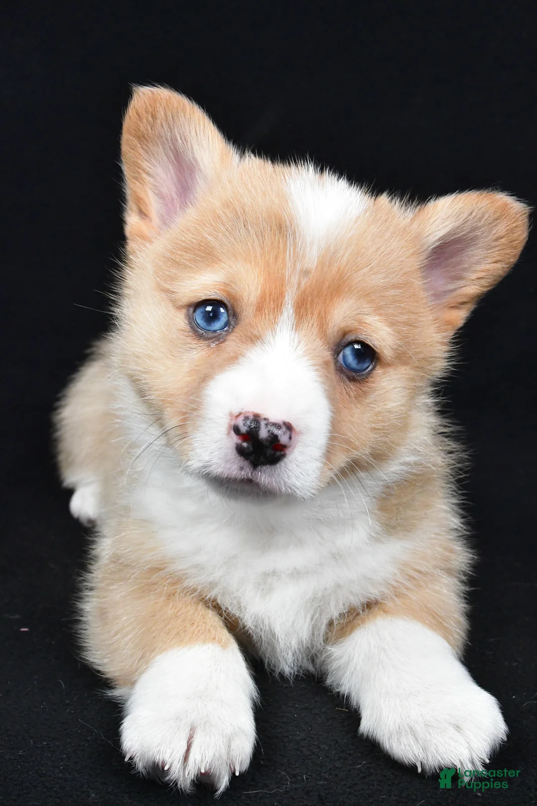 Welsh Corgi Pembroke dogs for sale: Chester - Ad 4