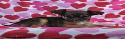 Chihuahua dogs for sale: Toby - Ad 4