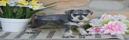 Miniature Schnauzer dogs for sale: Tanya - Ad 2