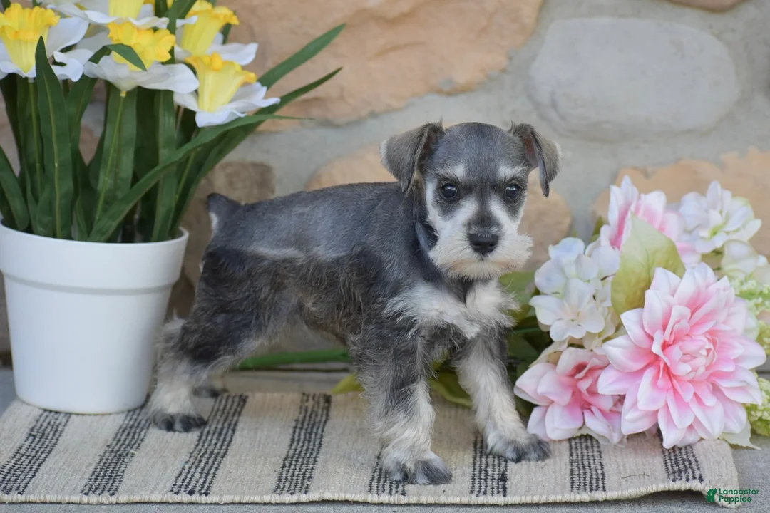 Miniature Schnauzer dogs for sale: Tanya - Ad 2