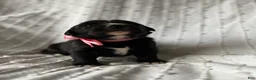 Mixed Breed dogs for sale: Allie - Ad 5