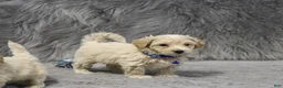 Havapoo dogs for sale: Parker 💙 Miniature - Ad 6