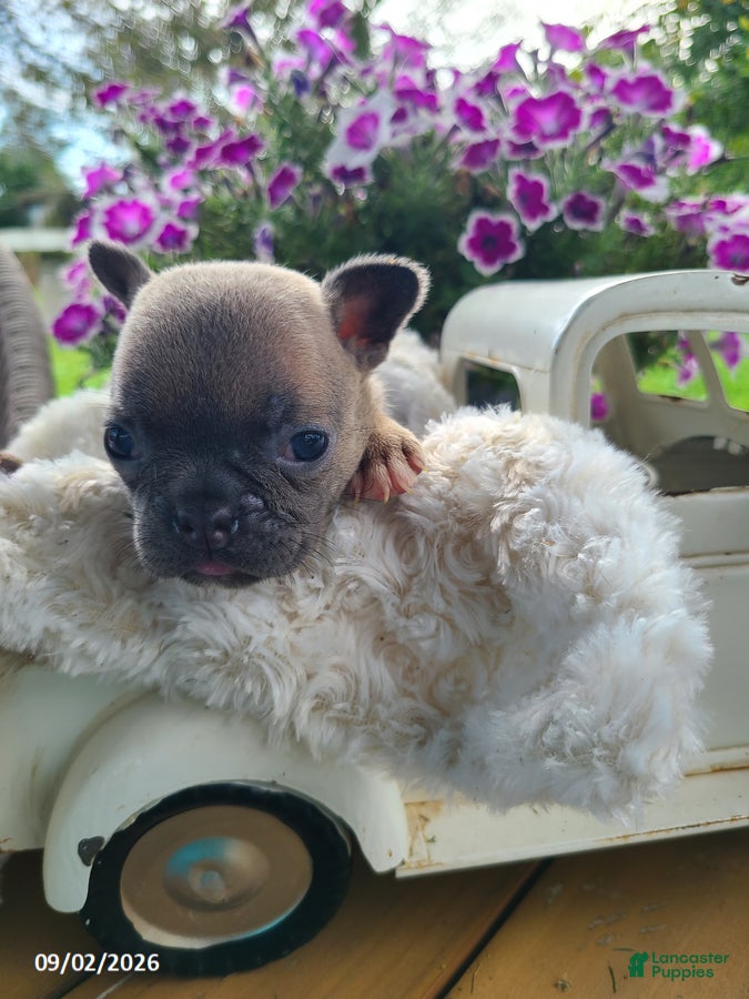 Frenchton dogs Mia - Ad 2