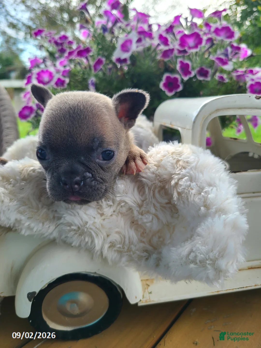 Frenchton dogs for sale: Mia - Ad 2