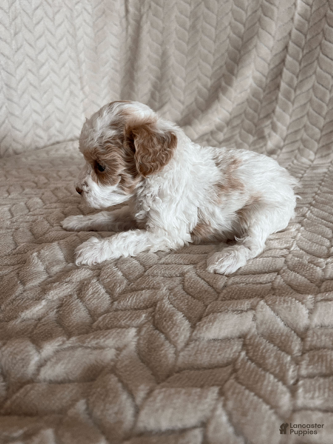 Toy Poodle dogs for sale: Gracie - Ad 2