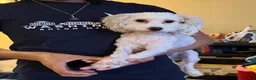 Cockapoo dogs for sale:  3. Grandpa - Ad 14