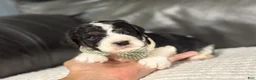Cavapoo dogs for sale: Emmett - Ad 4