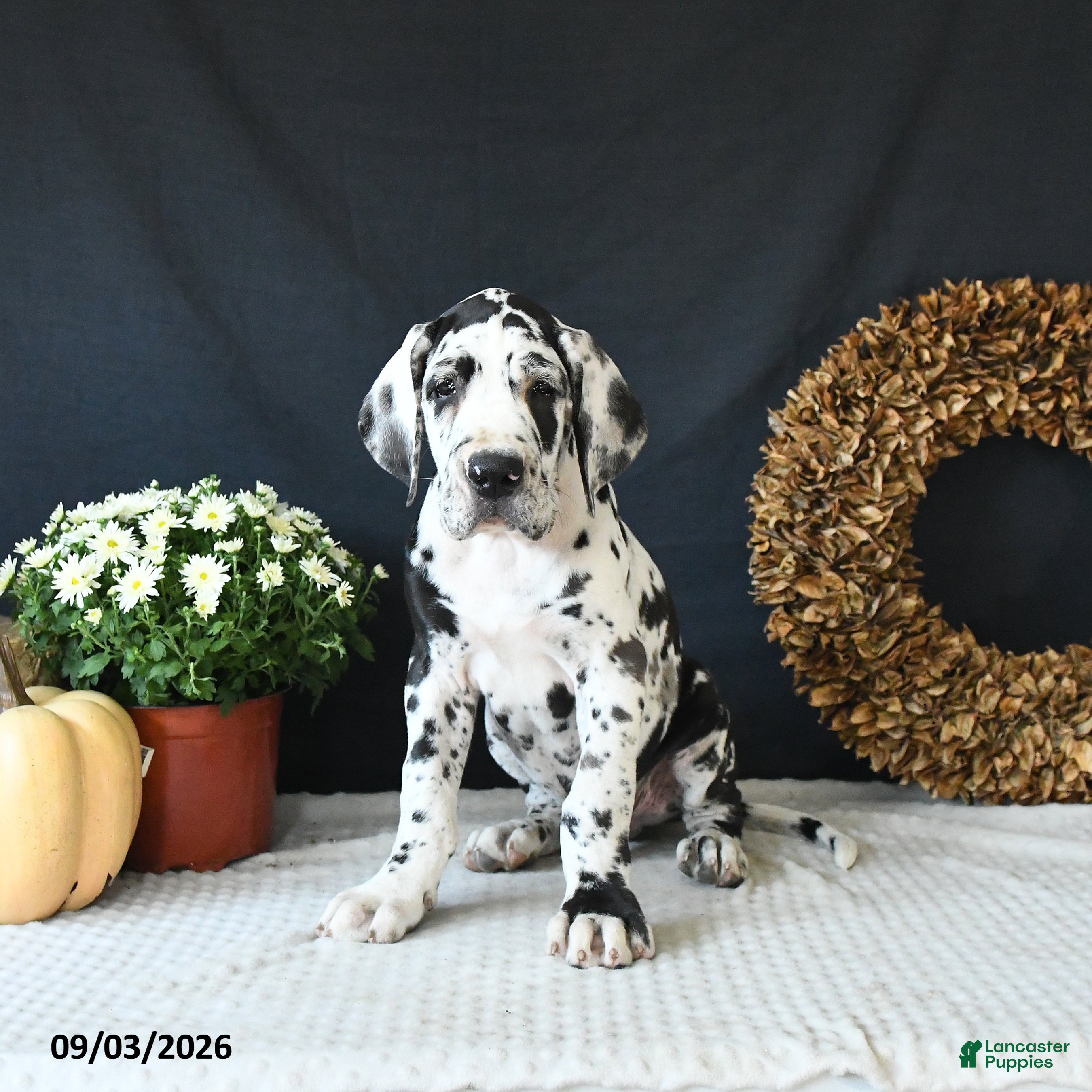Great Dane dogs Easton - Ad 2