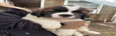 Saint Bernard 1 Richie