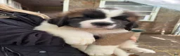 Saint Bernard dogs for sale: Saint Bernard 1 Richie - Ad 1