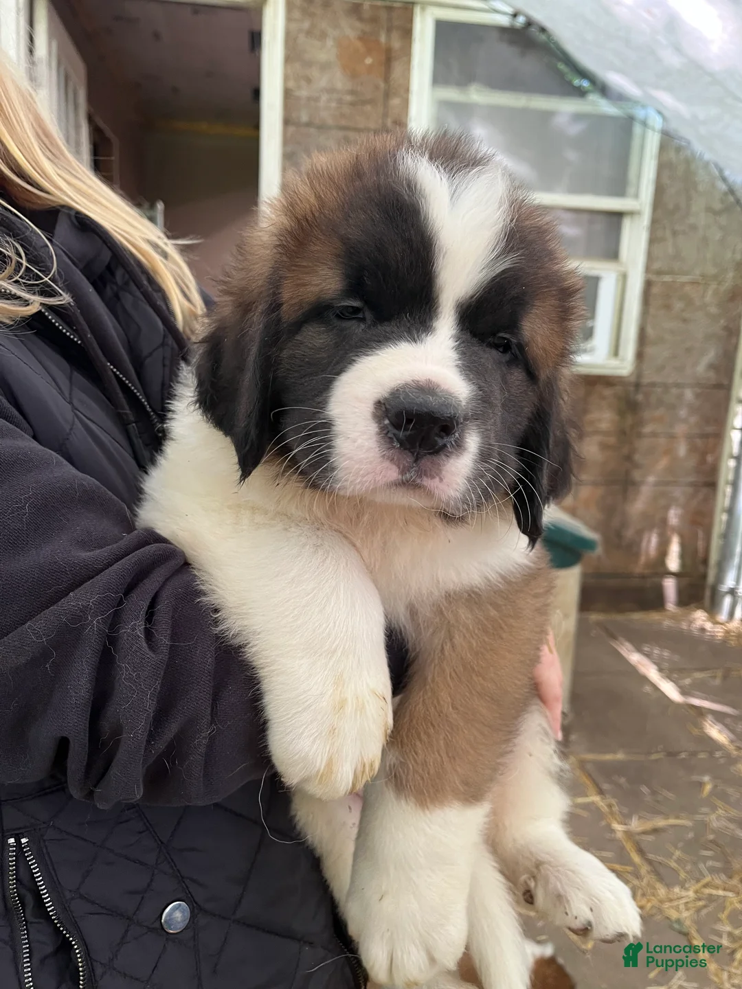 Saint Bernard dogs for sale: Saint Bernard 1 Richie - Ad 1