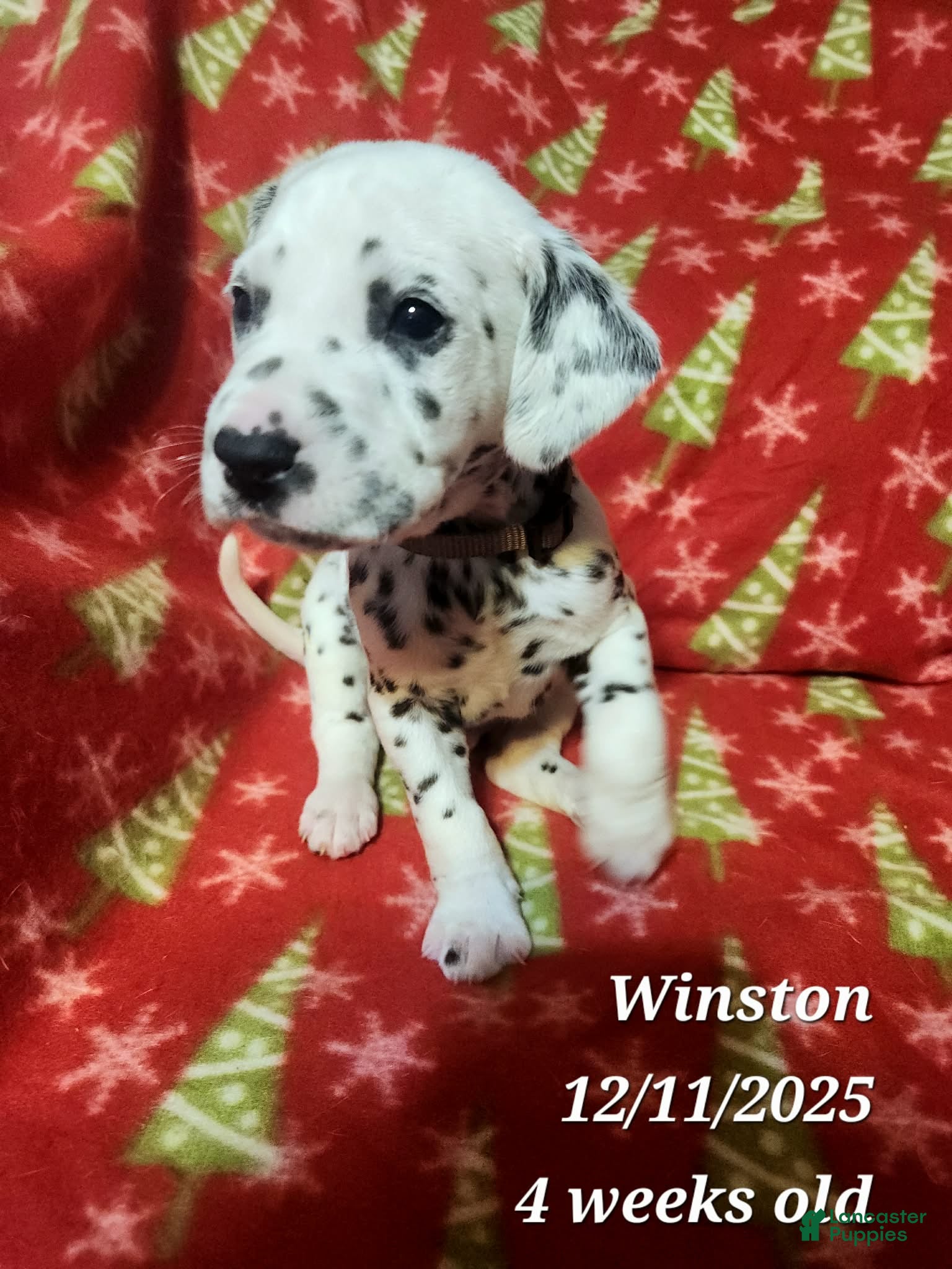 Dalmatian dogs Dalmatian Puppy 5 - Ad 18