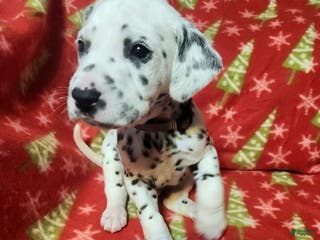 Dalmatian dogs Dalmatian Puppy 5 - Ad 11