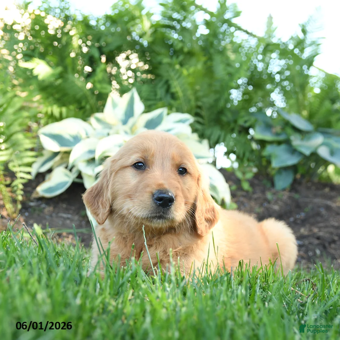 Golden Retriever dogs for sale: Herbert - Ad 3