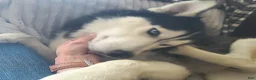 Siberian Husky dogs for sale: Pawvarotti - Ad 7