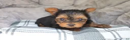 Yorkshire Terrier dogs for sale: Maddie - Ad 4