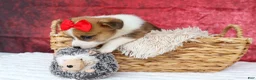 Welsh Corgi Pembroke dogs for sale:   Arlo💙 - Ad 5
