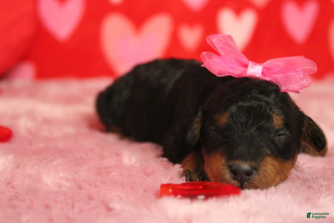 Mixed Breed dogs for sale: Cupid  - Ad 5