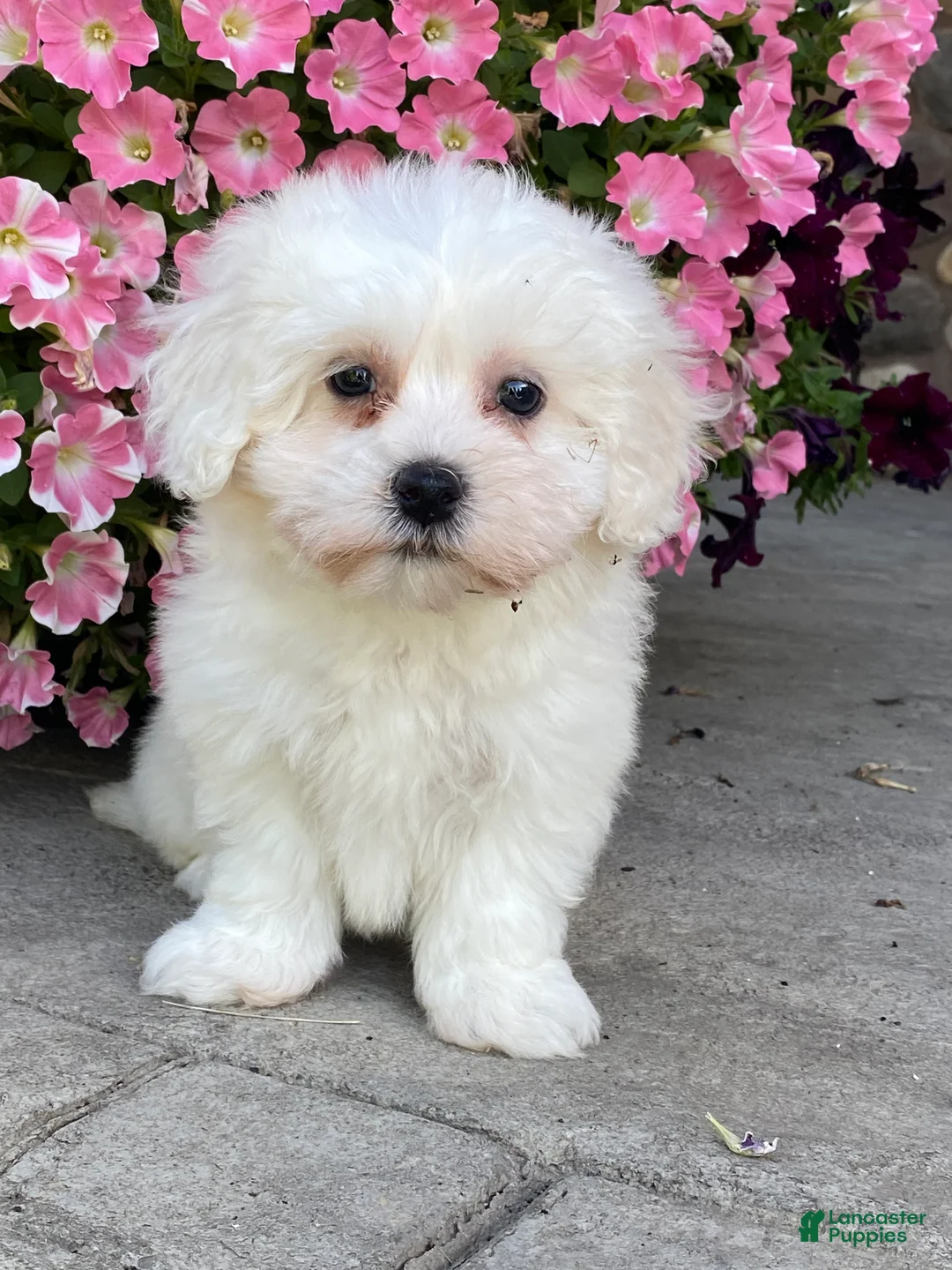 Coton De Tulear dogs for sale: Clara  - Ad 1