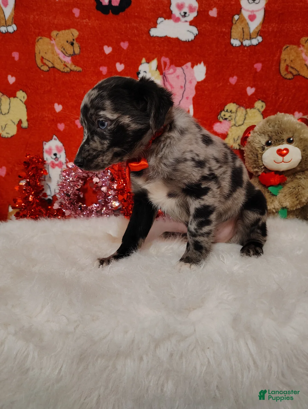 Mixed Breed dogs for sale: Woody - Ad 3