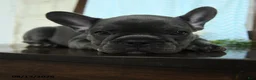 French Bulldog dogs for sale: Landon - Ad 3