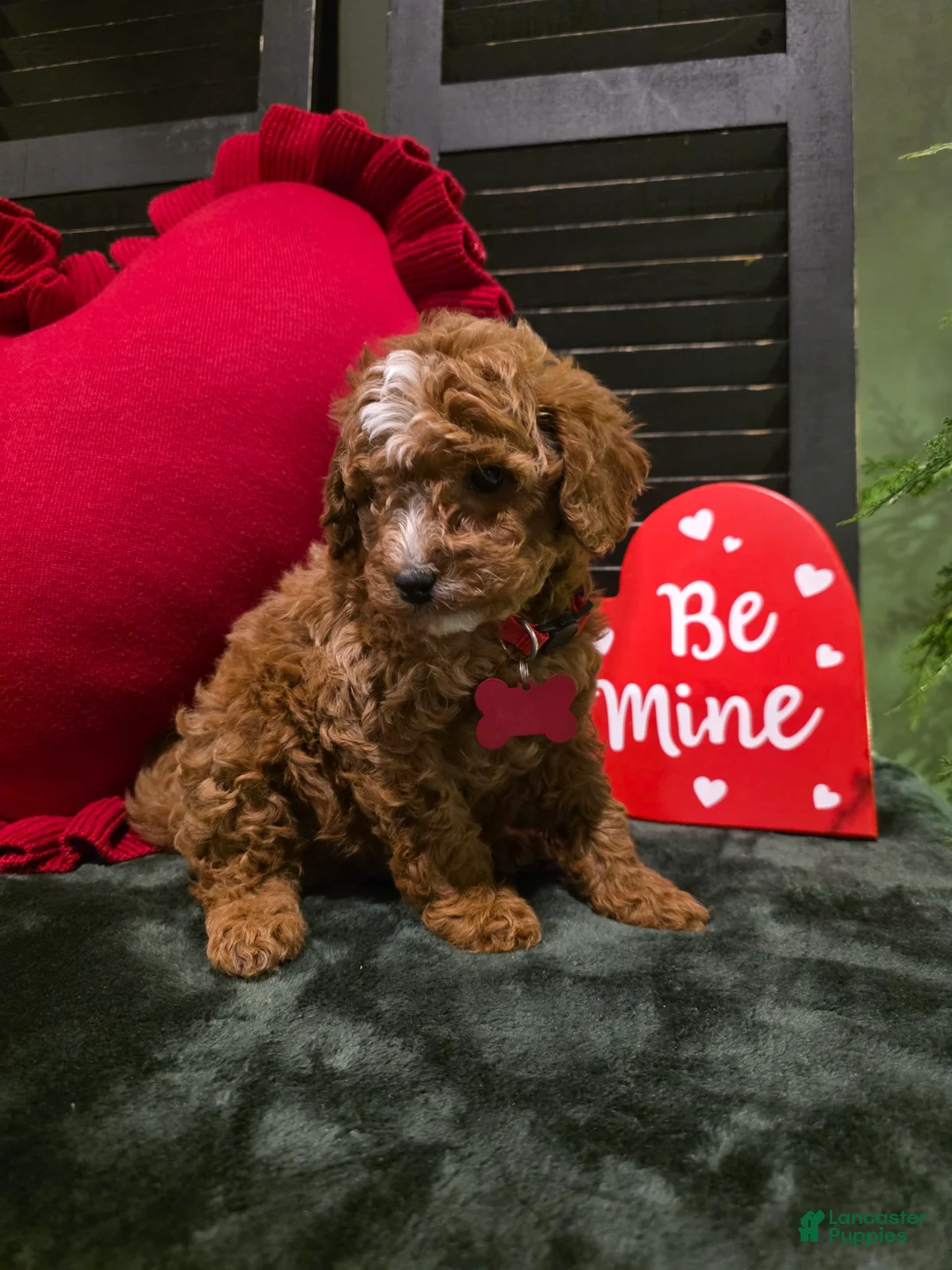 Mini Bernedoodle dogs for sale: Jax  - Ad 7