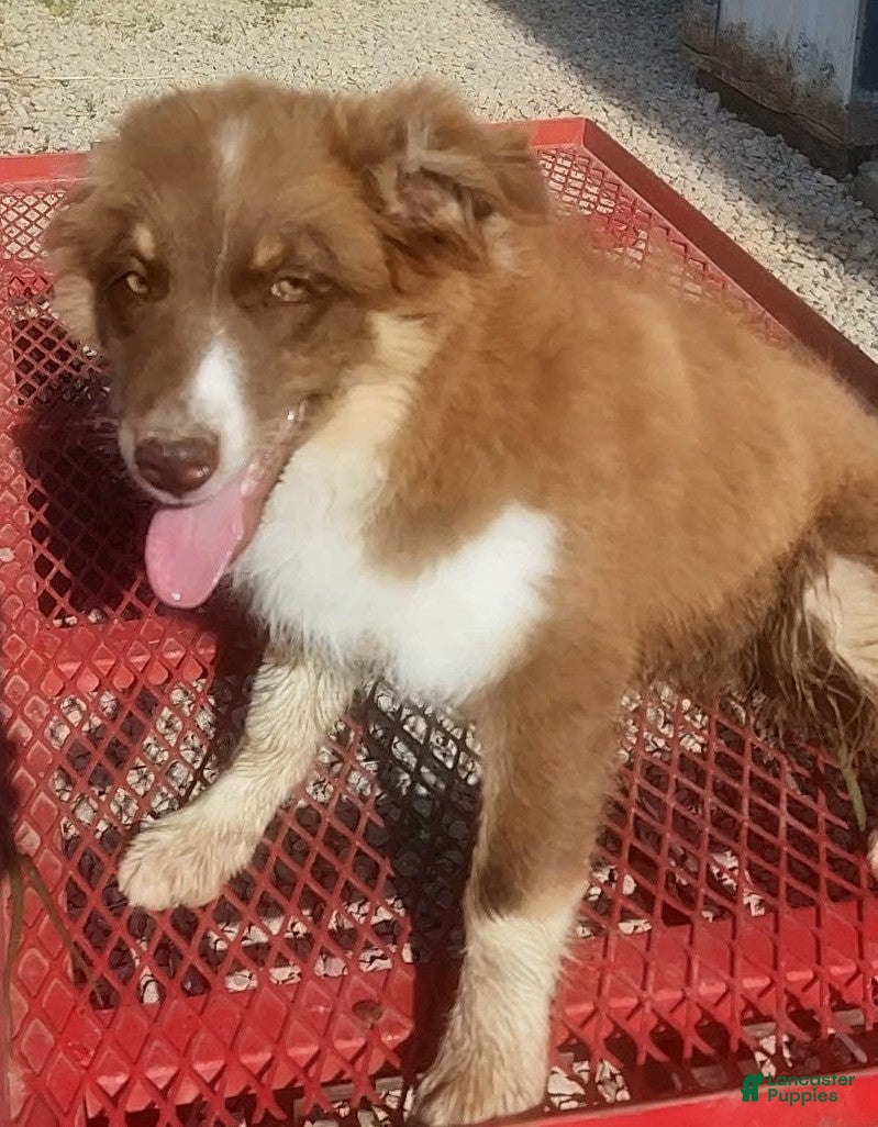 Australian Shepherd dogs Copper - Ad 2