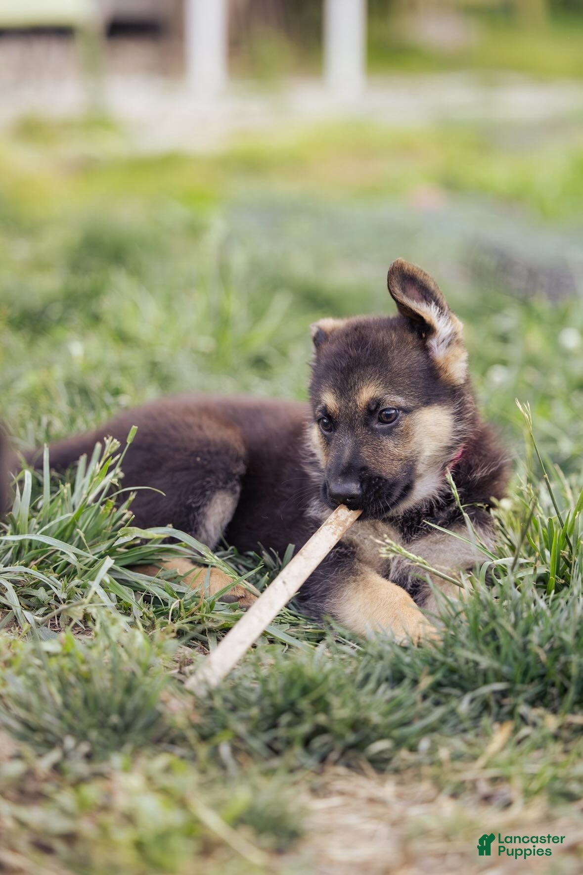 German Shepherd dogs Princess - Ad 2