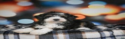 Mini Bernedoodle dogs for sale: Marco - Ad 6