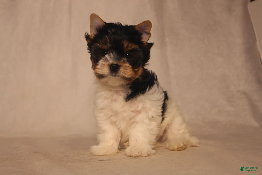 Biewer Terrier dogs for sale: Skye - Ad 3