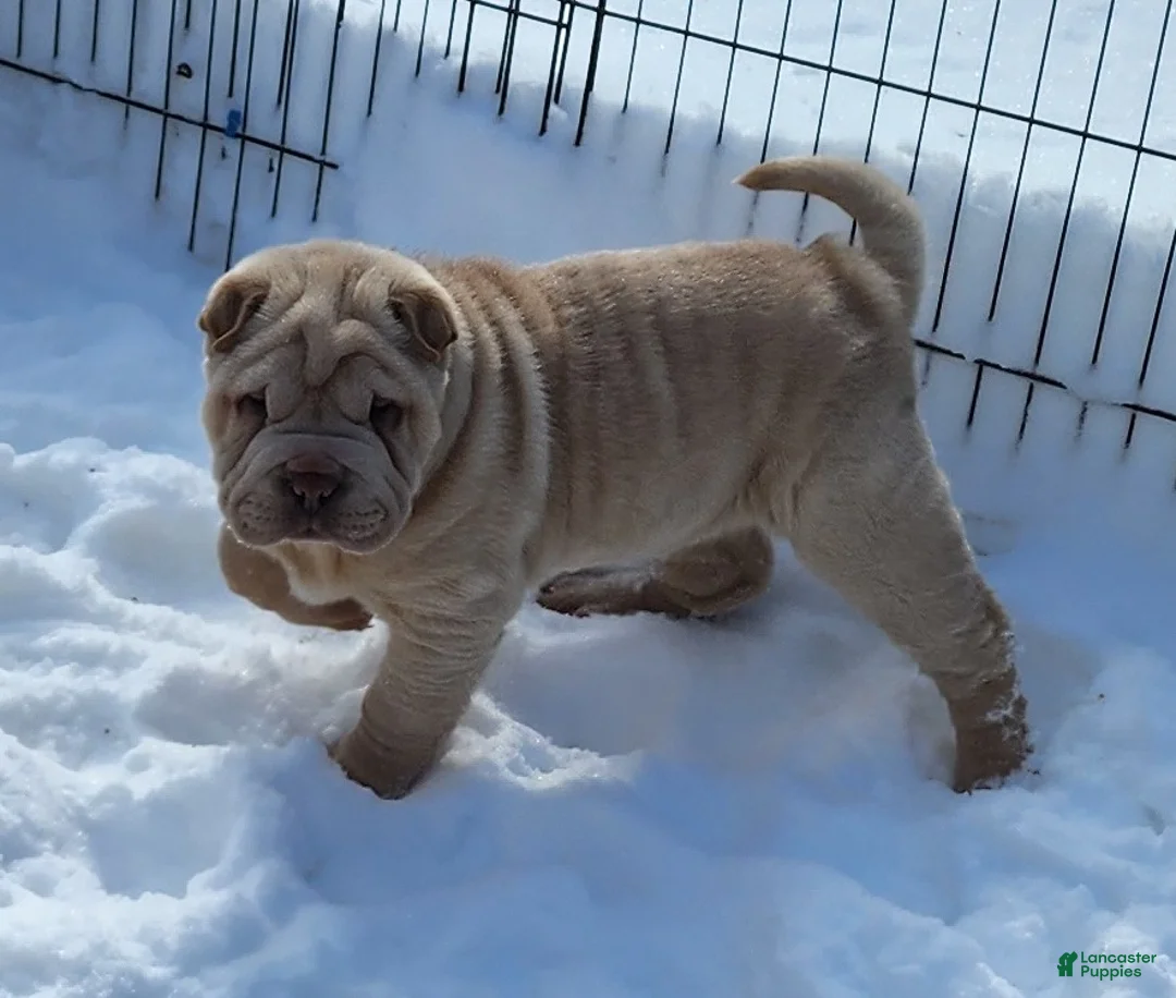 Shar Pei dogs for sale: Flurries mini  - Ad 11
