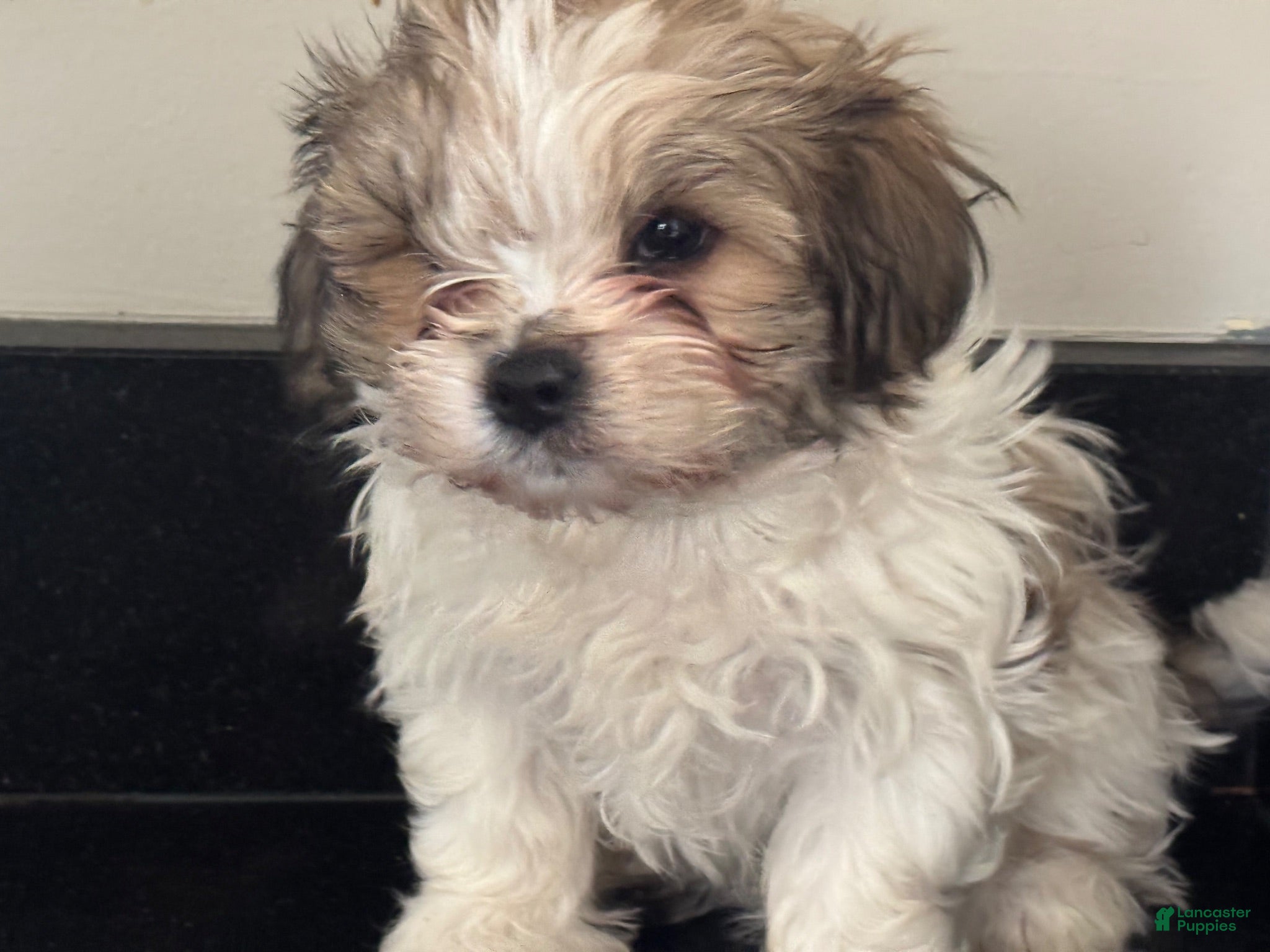 Mixed Breed dogs Spike - Ad 2