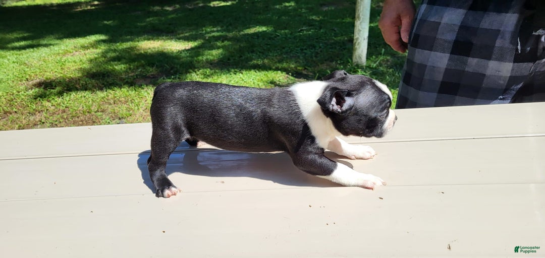 Gallery Image {{count}}