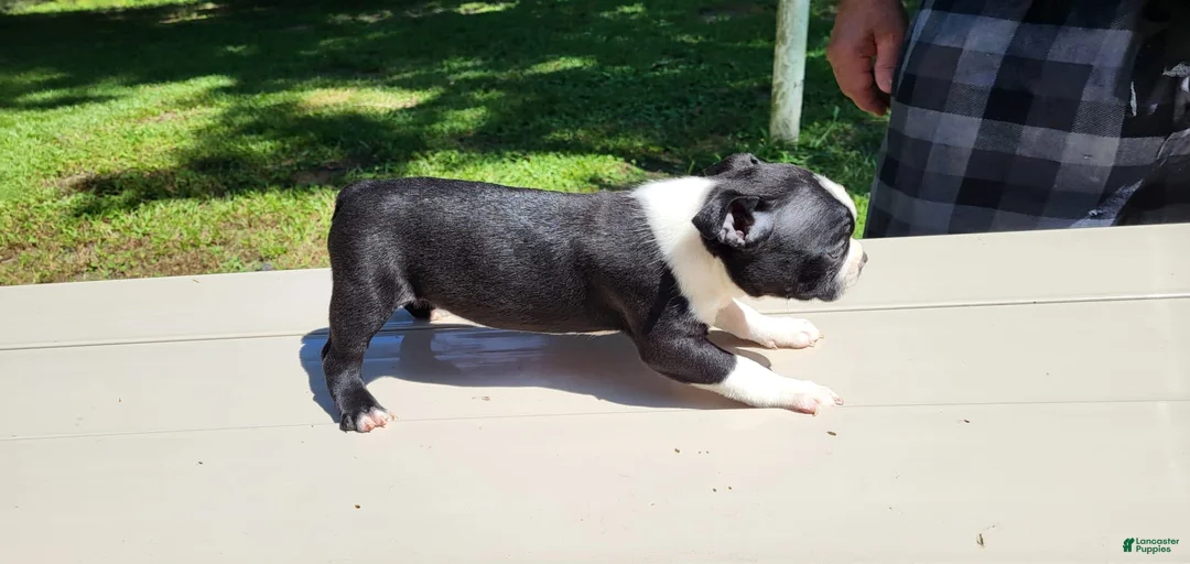 Gallery Image {{count}}