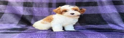 Cavapoo dogs for sale: Sugar - Ad 3