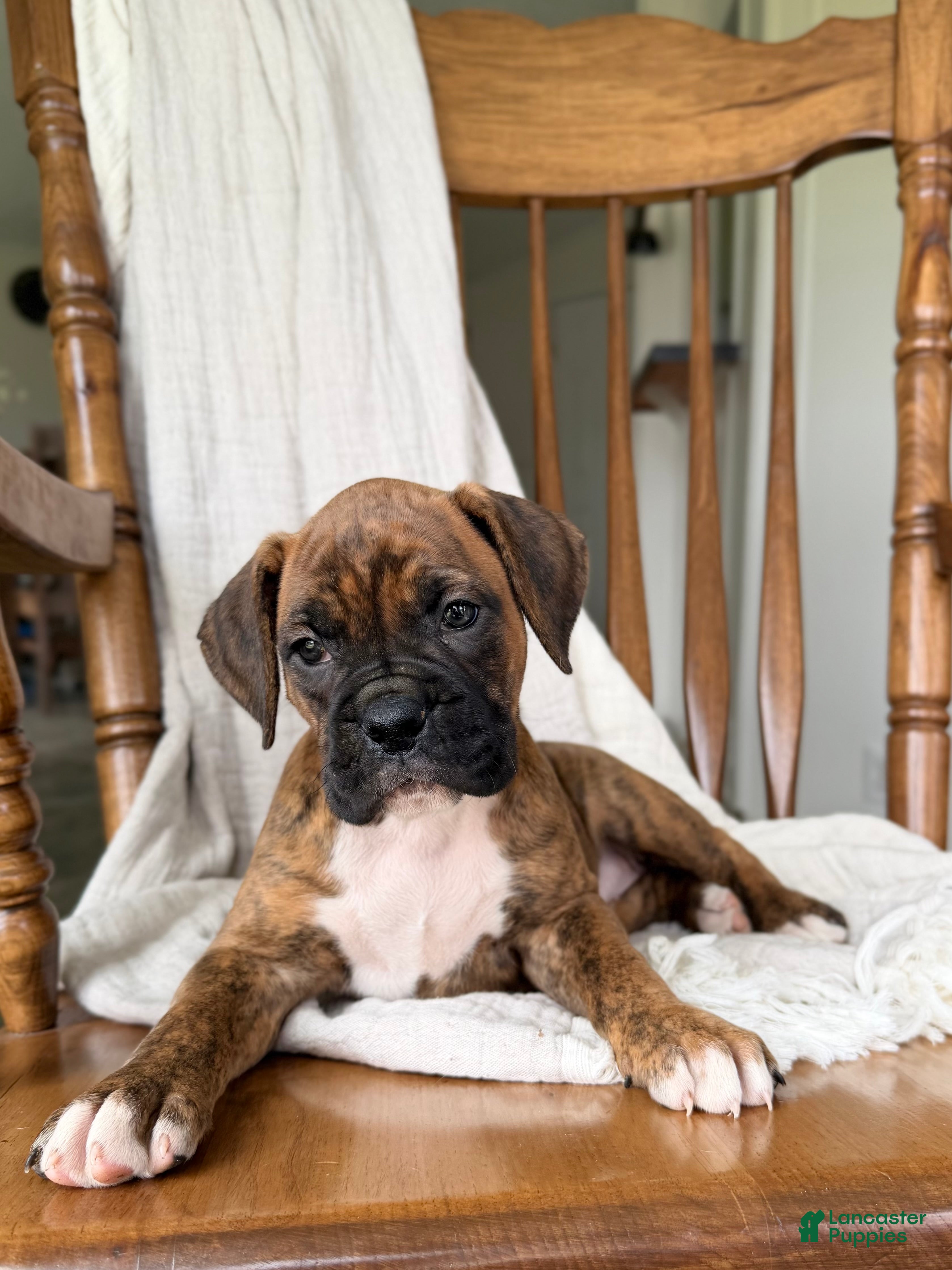 Boxer dogs for sale: Mabel - Ad 3