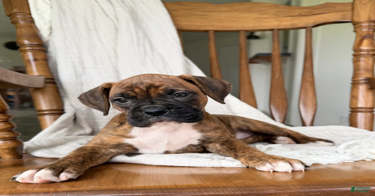 Boxer Puppies for sale | Lancaster Puppies