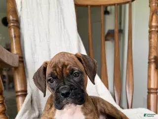 Boxer dogs for sale: Mabel - Ad 3