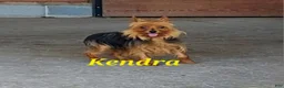 Yorkshire Terrier dogs for sale: Razor - Ad 4