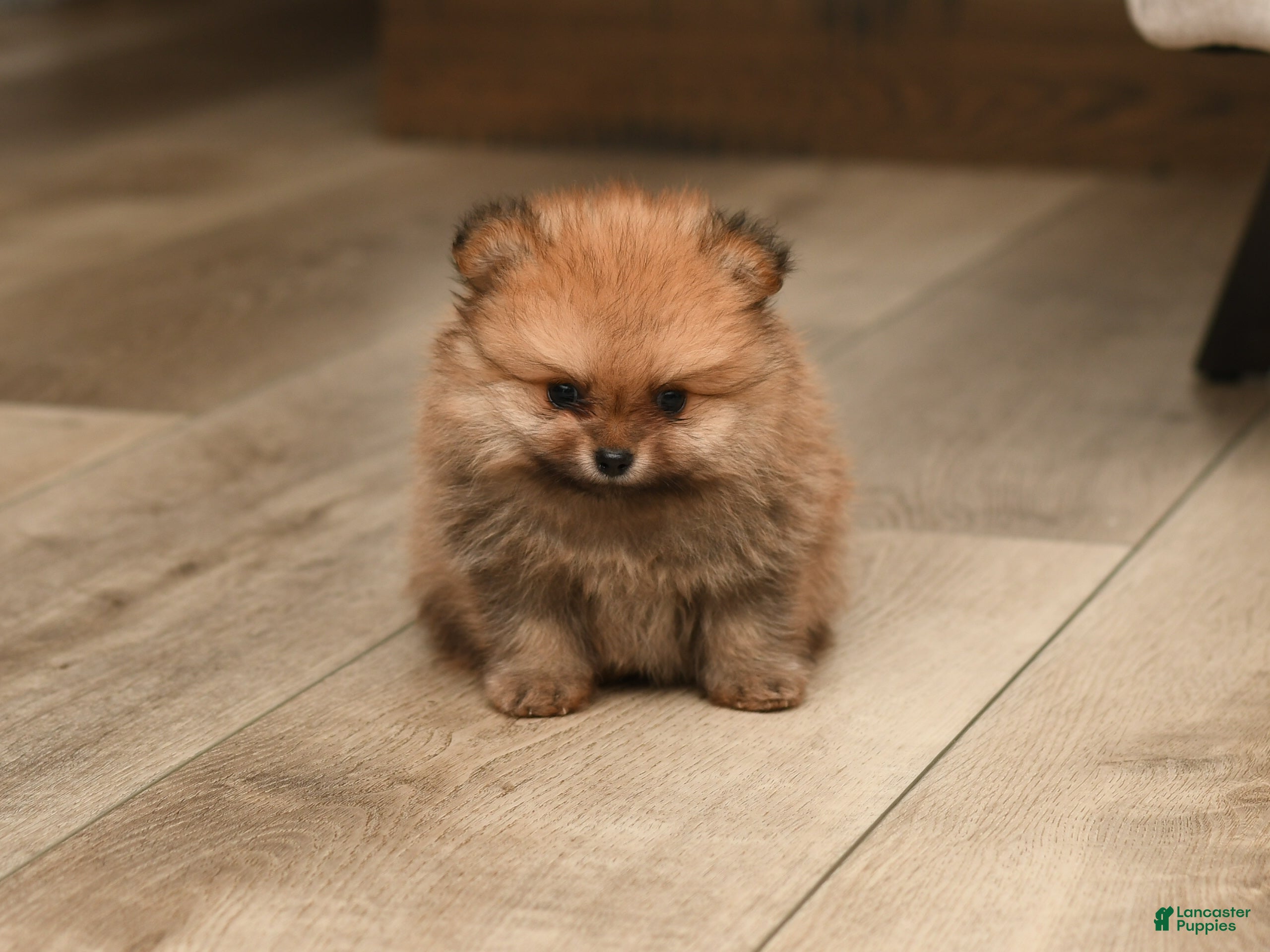Pomeranian dogs Teddy Bear  - Ad 1