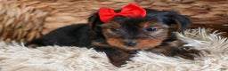 Yorkshire Terrier dogs for sale: CODY - Ad 5